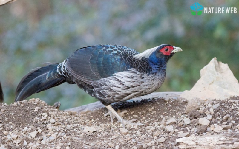 Kalij Pheasant